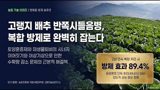 [농사정보] 배추_반쪽시들음병 치료하기