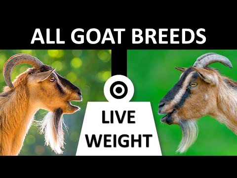 , title : 'All Goat Breeds | Live Weight | Goats | Goat Breeds'