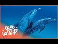 The Incredible Life Of Dolphins Changing Seas Real Wild