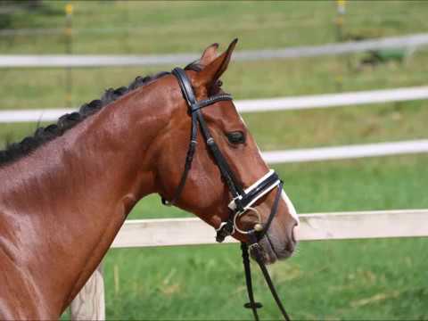 Gianna von Worrenberg, geb. 2014, Holst, Uriko x Chamonix, 166 cm