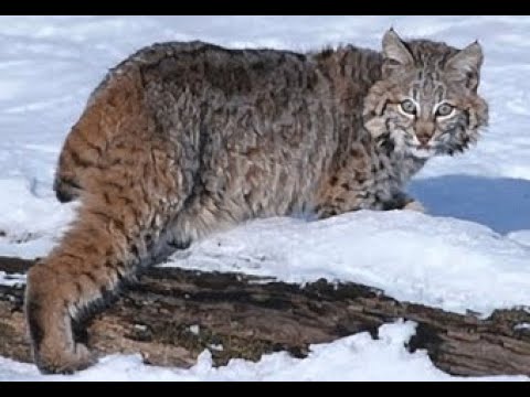 Scat & Tracks Video 2 -  Bobcat