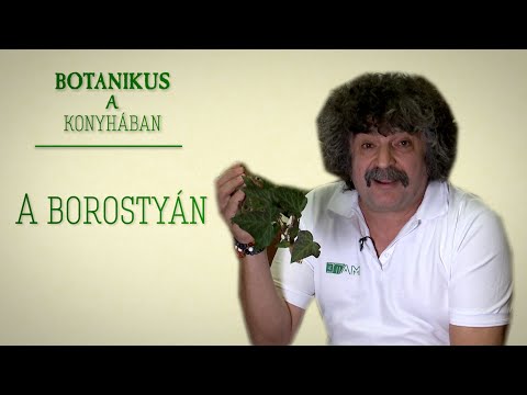 Botanikus a konyhában - 120. A borostyán (Figyelem: mérgező!)