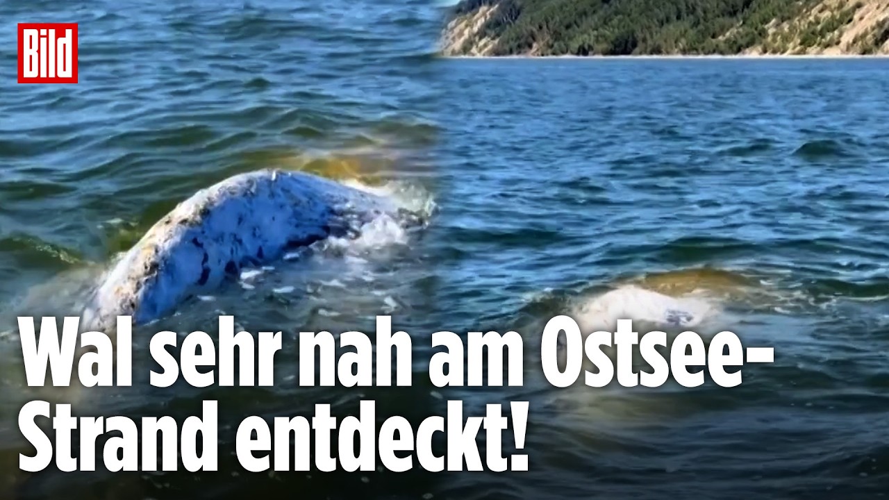 Wieder ein Wal vor der Ostseeküste: Rettungskräfte in Polen greifen ein!
