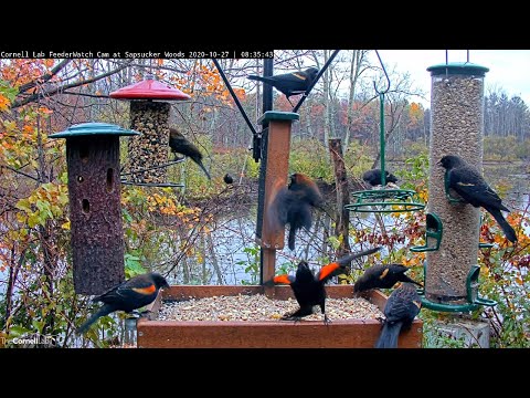 Blue Jays And Blackbirds Compete For Space At The Cornell Feeders – Oct. 27, 2020
