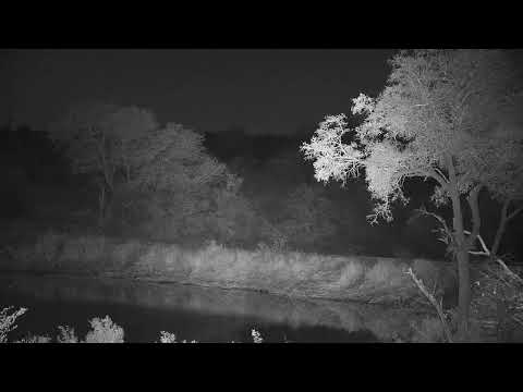 Djuma Private Game Reserve Live Stream