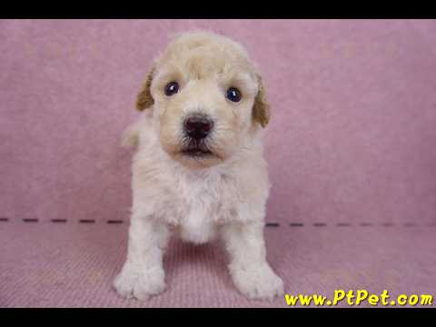 09/23泰迪比熊公幼犬1號(高雄鳳山)