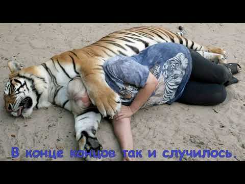ТЫ НЕ ПОВЕРИШЬ!.Но.....тигрицу людоеда застрелили 2 ноября