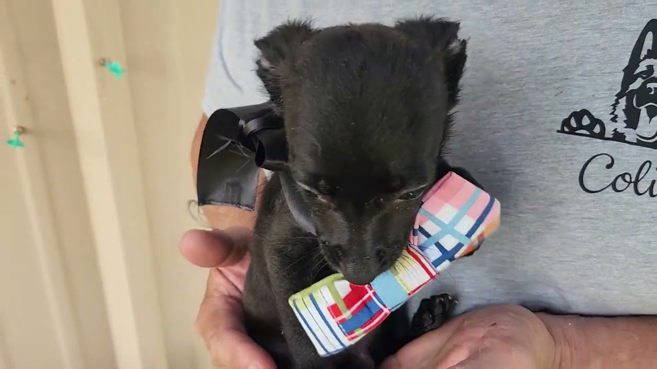 Willy, an adopted mixed breed in Bandera, TX video 5/5