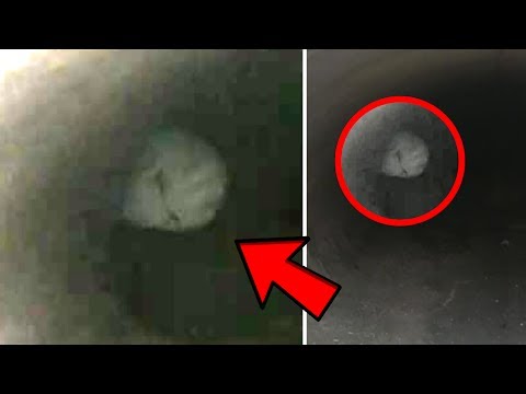 ALIEN CAUGHT ON TAPE IN SEWER