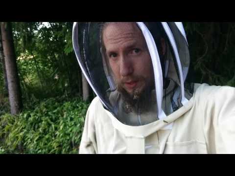 Invintring påbörjad av mina nordiska bin i topplistkupan