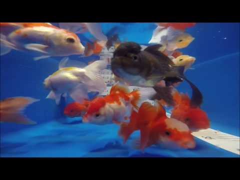 KOI 13 -- Oranda und co - Video vom 08.11.2019 - #457