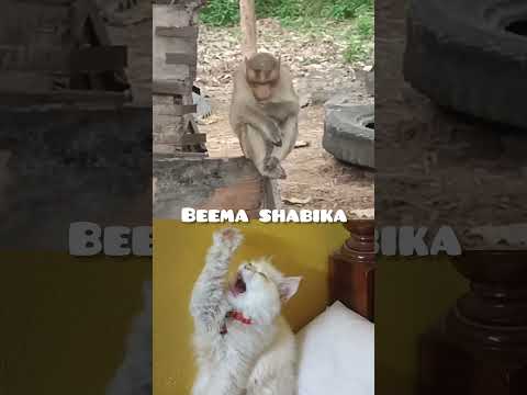 cat's funny videos 🤣🤣 #cat #catvideos #trendingshorts #catfunny #comedy