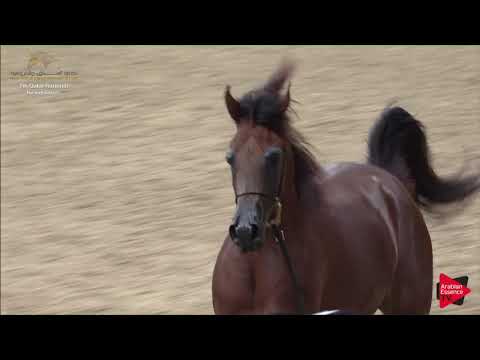 N.107 BREA EA - 2019 Qatar Individuals - Fillies 3 Years Old (Class 3B) .mp4