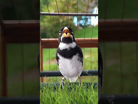 Coleiro  Cantando Tui Tui – Canto Limpo e Afinado!  #opassarinheiro #papacapim #coleiro