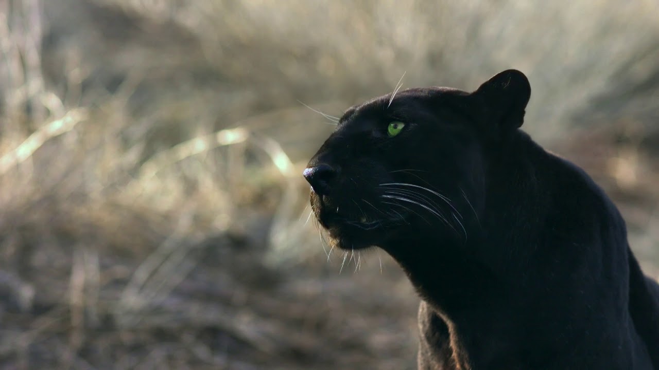 SMRT Video Thumbnail