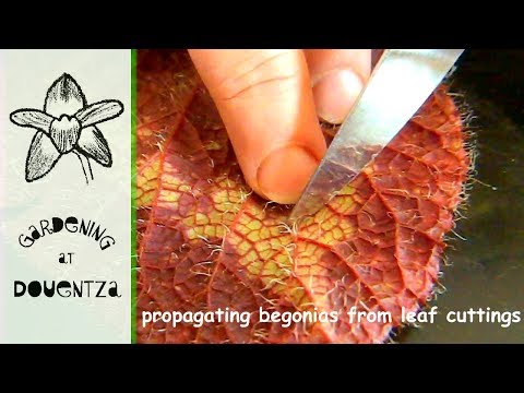 download lagu mp3 mp4 How To Grow Begonias From Leaf Cuttings, download lagu How To Grow Begonias From Leaf Cuttings gratis, unduh video klip How To Grow Begonias From Leaf Cuttings