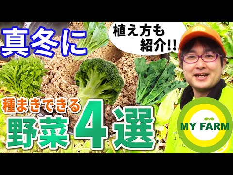 2月に庭で何をするか、種を蒔く、ニンジンを植える、タマネギを植える、エシャロットを植える、花を植える