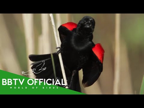 Birds Of US | Most Beautiful Birds In The United States | Wildlife Documentary |  BBTV Official