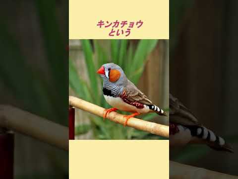 園芸 テュルサスの鳥類