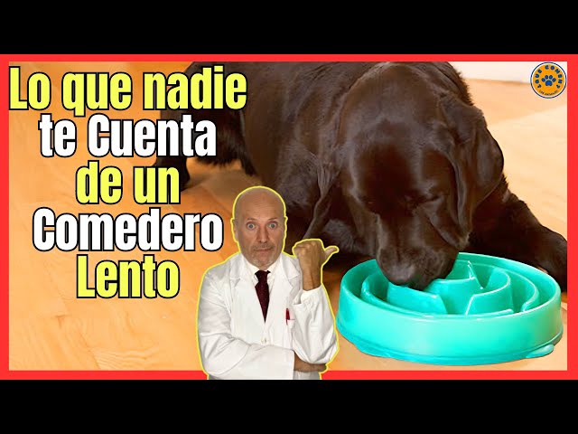 Vídeo relacionado con Licky Mats para Perros y Gatos, tapetes para lamer con ventosas para aliviar la ansiedad del Perro, Almohadilla de Mantequilla de maní para Reducir el aburrimiento, alimentador Lento para Perros para