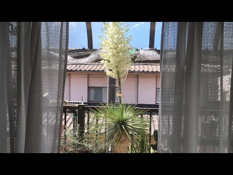 園芸 ユッカを切る