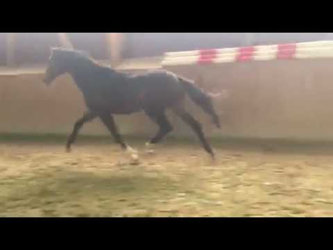 Hengst *2015 von Finest x Floriscount