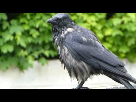 Hooded Crow (Corvus corone cornix) taking a bath (1/3)