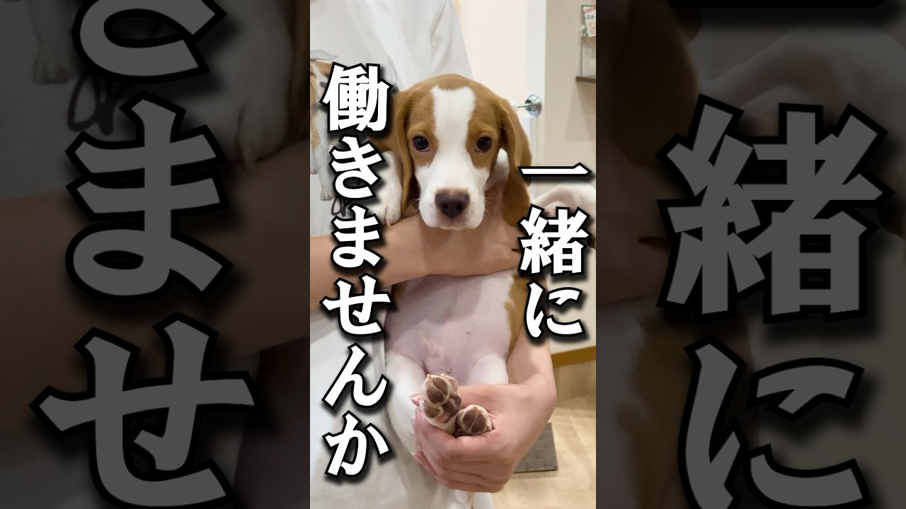 ビーグルカフェで働きませんか？