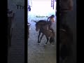 Welcome to the panic room.. #fypシ #slay #viral #horse #sad