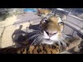 Big Cat Trainer Alexander Lacey Tiger GoPro Video