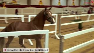 Video of Crescendo Blue TS