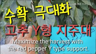 고추 Y형 지지대 설치로 수확 극대화 하세요. Maximize the harvest with the red …