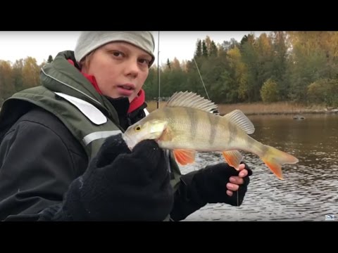 Kalakingit jiggaavat ahventa syyslomalla - Ahvenenkalastus - Jigikalastus - Jigaus - Syysloma