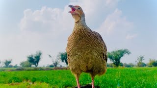 Download lagu Grey Partridge Bird in Forest Playing Time mp3 Download lagu Grey Partridge Bird in Forest Playing Time mp3