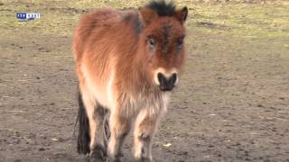 preview picture of video 'Verwaarloosde pony's aangetroffen in Hengelo'