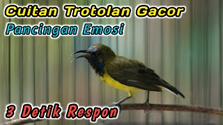 Download lagu SOGOK ONTONG NGRIWIK INI PALING JITU BIKIN SOGON LANGSUNG RESPON‼️HITUNGAN DETIK PASTI IKUTAN GACOR mp3