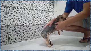 (YORKSHIRE) Como Dar Banho Completo Em Seu Cachorro e Deixa Seu Cachorro Lindo Para Passear