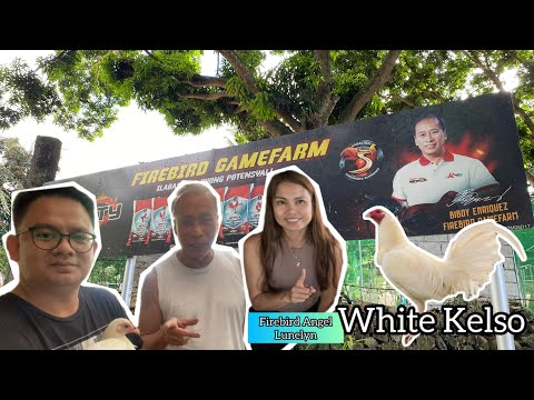 BIBOY ENRIQUEZ FIREBIRD GAMEFARM