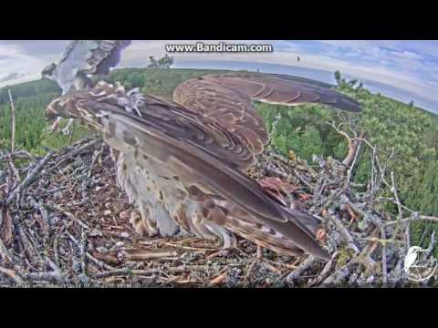 2017-06-07 19:37 LAT Osprey - Intruder H65 tries to land on nest