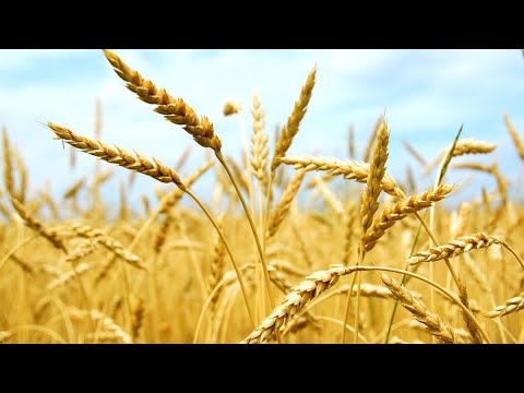 Zobacz filmy, Agro-Pasz, Moraczewo