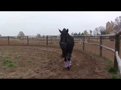 Güstrow 2 Pferdetest 1 R. frei