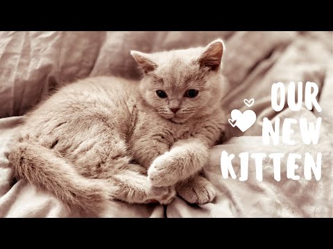 British Shorthair Kittens First Day At Home - Khaya | CUTE KITTEN | Alexandra Rose
