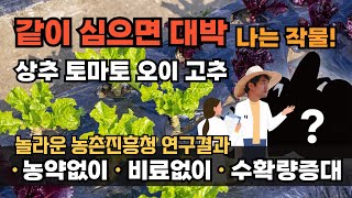 고추재배 방울토마토 오이 상추 재배방법 같이 심으면 좋은 작물