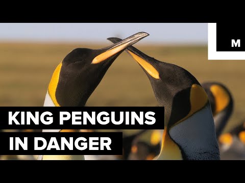We Could See a Decline in King Penguins Thanks to — You Guessed It — Climate Change