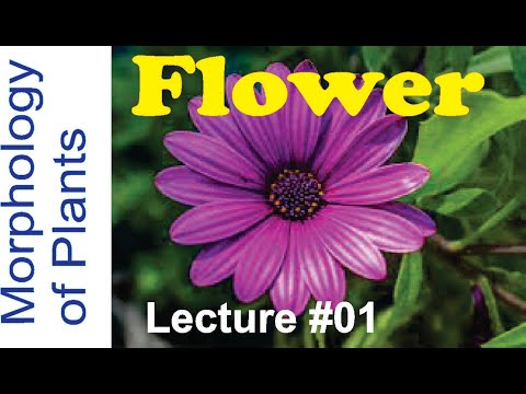 Flower Lecture 1 Description of flower