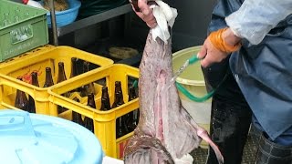 JAPANESE FISH MARKET! Finding Jiro (Dreams of Sushi) - YouTube
