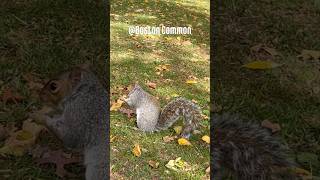 ボストンで会った幸あれな動物【🐿️🐢🐟】　#Boston #動物動画  #かわいい