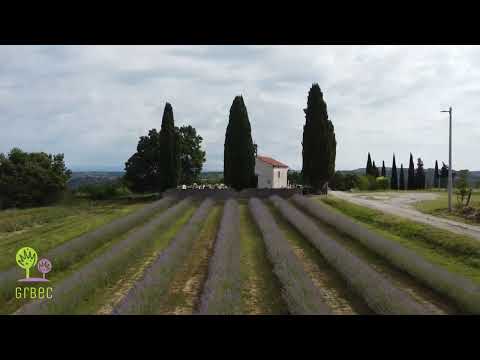 Polje sivke kmetije Grbec