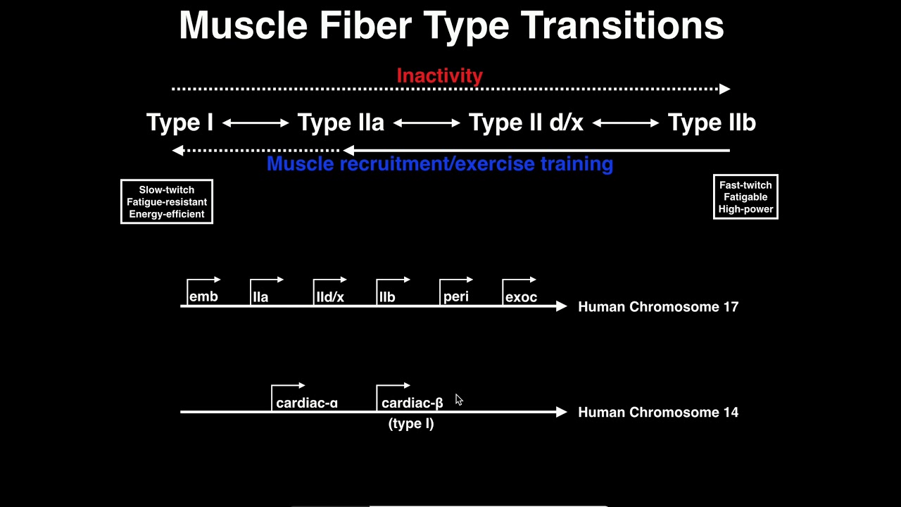 Exercise Physiology | Muscle Fiber Type Transitions