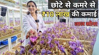 घर बैठे केसर उगाकर अच्छा प्रॉफिट कमाती डॉक्टर साहिबा | How to grow saffron at home | Kesar Farming